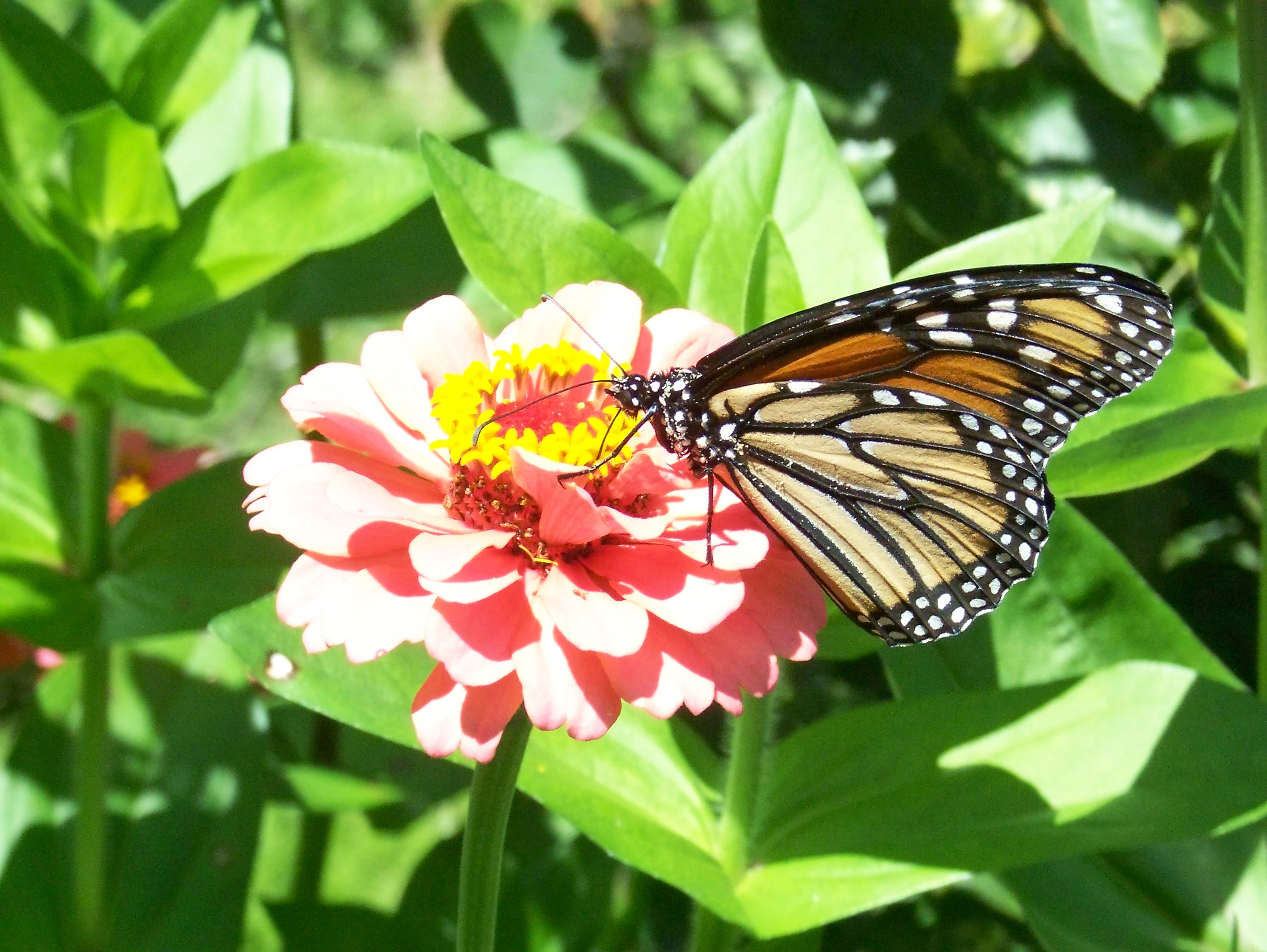 Monarch butterfly drinking nectar from a pink zinnia