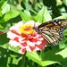 Monarch butterfly drinking nectar from a pink zinnia